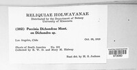 Puccinia dichondrae image